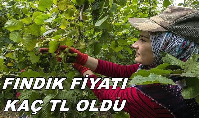 Fındık Fiyatı 24.01.2025 Cuma