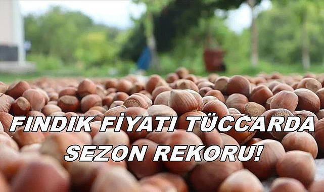 Fındık Fiyatı Tüccarda Sezonun Rekorunu Kırdı; Fındık Fiyatı Güncellendi!