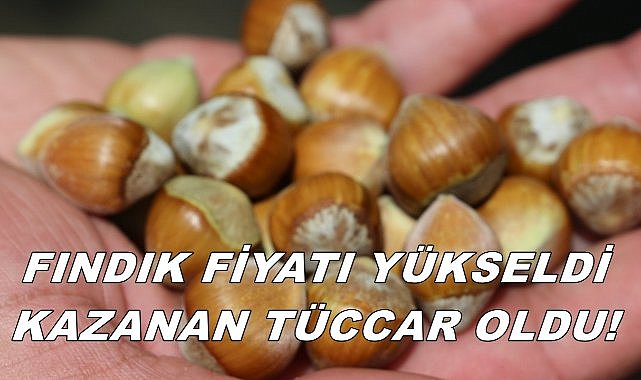 Fındık Fiyatı Uçuşa Geçti; Kazanan Tüccar Oldu!