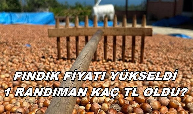 Fındık Fiyatı Yükseldi Randıman Fiyatı Güncellendi