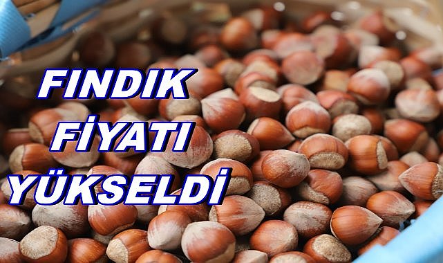 Fındık Fiyatında Yükseliş; Fındık Fiyatı 10 Ocak Cuma