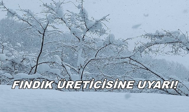 Fındık Üreticilerine Müjde; TARSİM 2025'te Kapsam Genişletildi!
