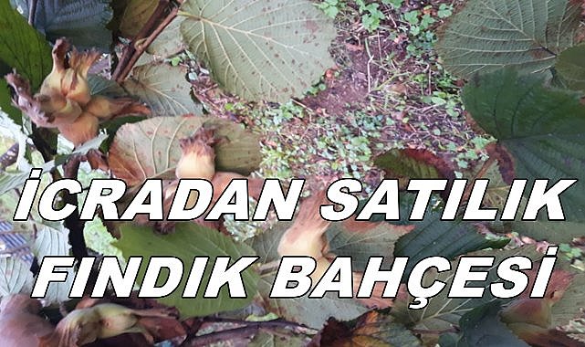 Korgan&#039;da Fındık Bahçesi İcradan Satılıyor; Satış Bedeli Belli Oldu