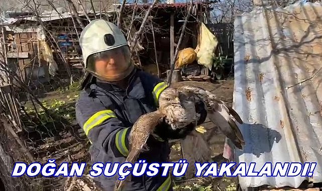 Ordu&#039;da Doğan Kuşu Kümese Girdi; İtfaiye Seferber Oldu