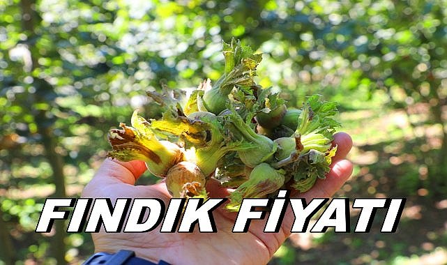 Ordu&#039;da Fındık Fiyatı 14 Ocak Salı