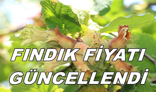 Ordu&#039;da Fındık Fiyatı Güncellendi; Tüccar Tabelasına 130 TL Yazdı
