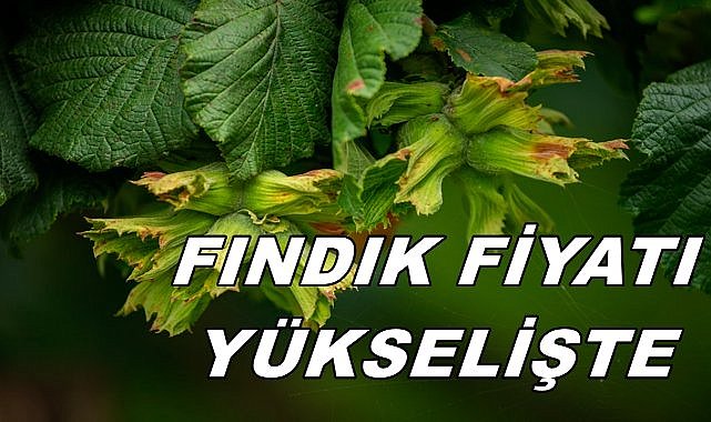 Ordu&#039;da Fındık Fiyatı Yükselişte