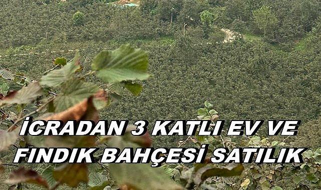Ordu Kumru&#039;da 3 Katlı Ev ve Fındık Bahçesi Satılık; Mahkeme Satış Tarihini Açıkladı