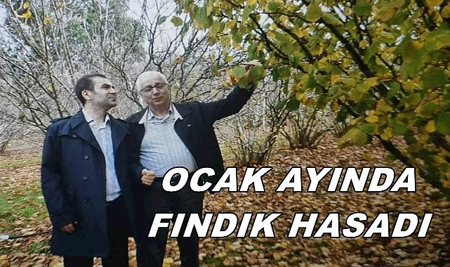 Ordulular Avustralya&#039;da Ocak Ayında Fındık Hasadı Yaptı; Kalitesi Ordu Fındığının Altında Kaldı