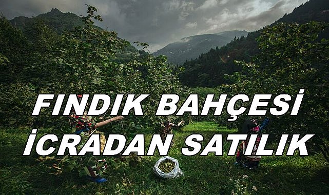 Piraziz&#039;de 20 Dönüm Fındık Bahçesi İcradan Satışa Çıkıyor