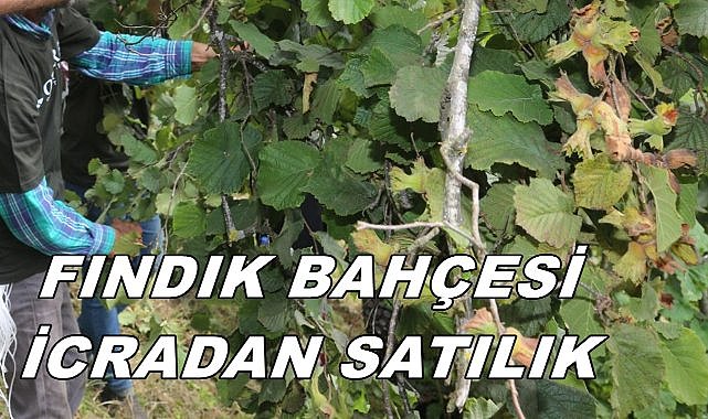 Piraziz Güzelköy&#039;de Fındık Bahçesi İcradan Satışa Çıktı