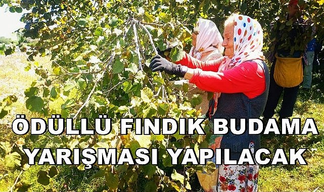 Terme&#039;de Ödüllü Fındık Budama Yarışması Yapılacak!