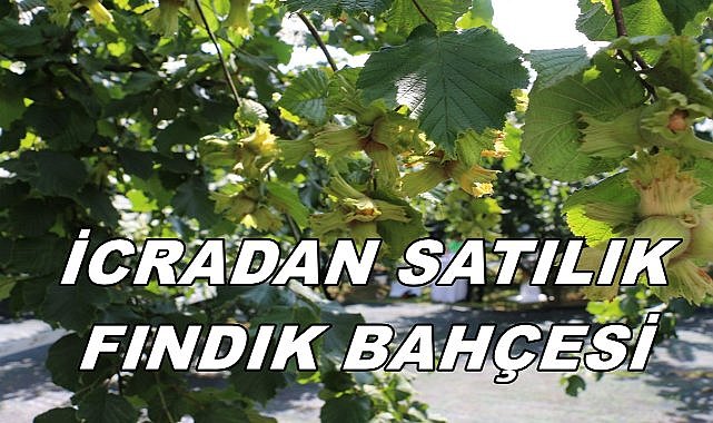 Ulubey&#039;deki Fındık Bahçesi İcradan Satışa Çıkıyor