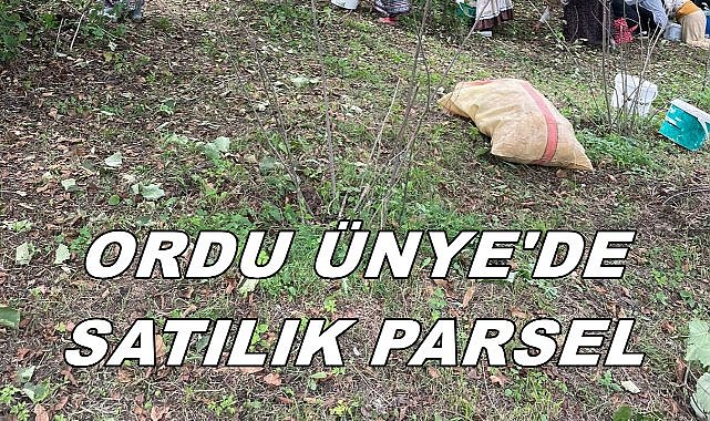 Ünye&#039;de Fındık Bahçesi Niteliğindeki Arsa Mahkemeden Satışa Çıkartıldı
