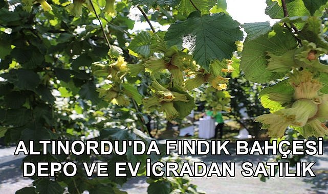 Altınordu&#039;da Fındık Bahçesi, Ev ve Depo İcradan satışa Çıkartıldı