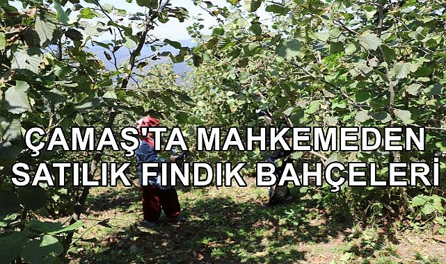 Çamaş&#039;ta Fındık Bahçeleri Mahkemeden Satışa Çıkartıldı