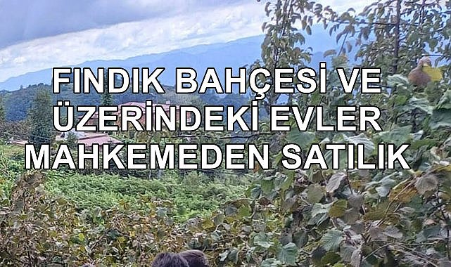 Espiye&#039;de Fındık Bahçesi ve Üzerindeki Yapılar İcradan Satışa Çıkartıldı!