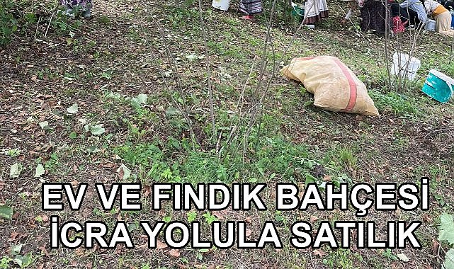 Fatsa&#039;da Fındık Bahçesi ve Ev İcra Yoluyla Satışa Çıkartıldı