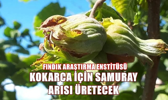 Fındık Araştırma Enstitüsü Kokarca İçin 300 Bin adet Samuray Arısı Üretecek!
