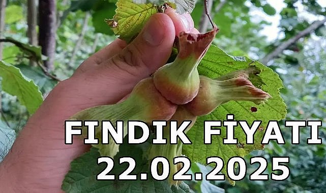 Fındık Fiyatı 22 Şubat Cumartesi 2025