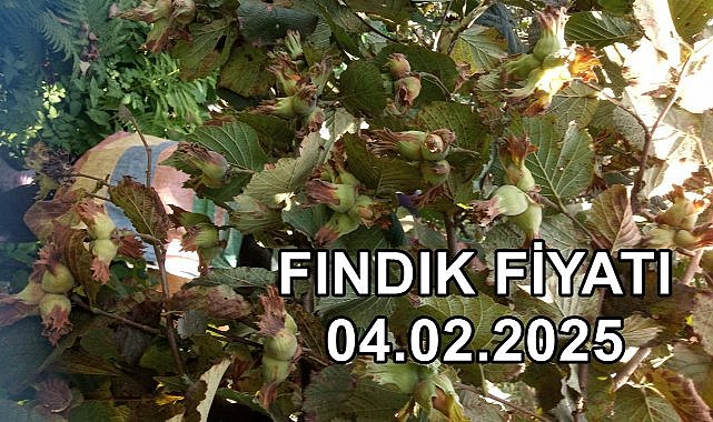 Fındık Fiyatı 4 Şubat 2025 Salı