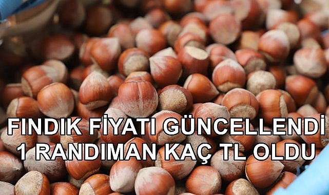Fındık Fiyatı Güncellendi; 1 Randıman Farkı Kaç TL Oldu?