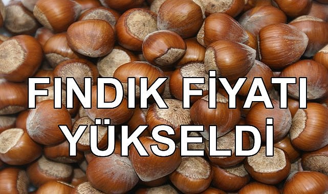 Fındık Fiyatına Birisi Dokundu; Fındık Fiyatı Yükseldi!