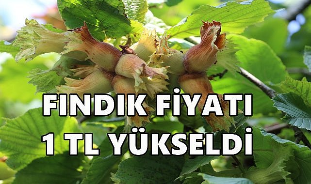 Fındık Fiyatında 1 TL&#039;lik Yükseliş