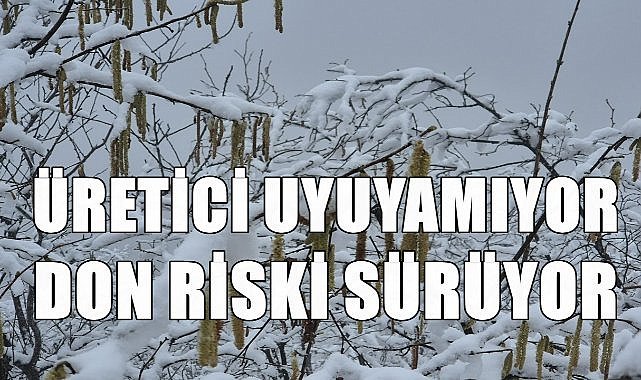 Fındık Üreticilerine Don Riski Uyarısı; Tehlike Devam Ediyor