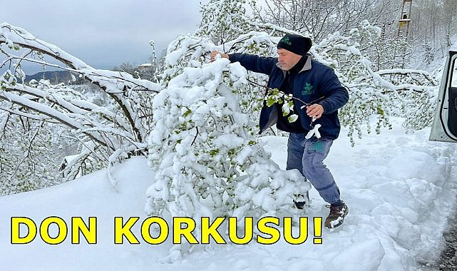 Fındık Üreticisini Korku Sardı; Fındıkta Don Riski Var