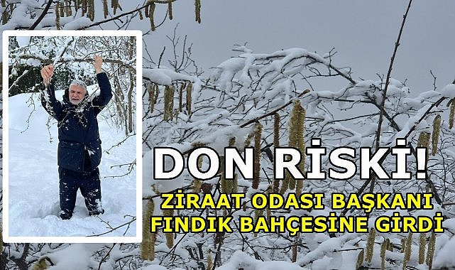 Fındıkta Don Riski; Ziraat Odası Başkanı Fındık Bahçesine Girdi
