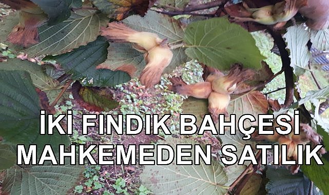 Giresun Çanakçı&#039;da İki Fındık Bahçesi İcradan Satışa Çıkartıldı