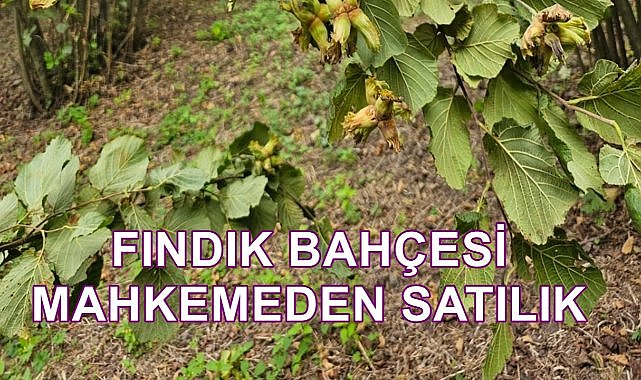 Giresun Keşap&#039;ta 12 Dönüm Fındık Bahçesi Mahkemeden Satışa Çıktı