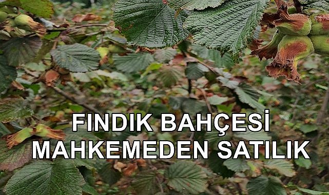 Görele&#039;de İki Fındık Bahçesinin Elektronik Ortamda Satışı Yapılacak