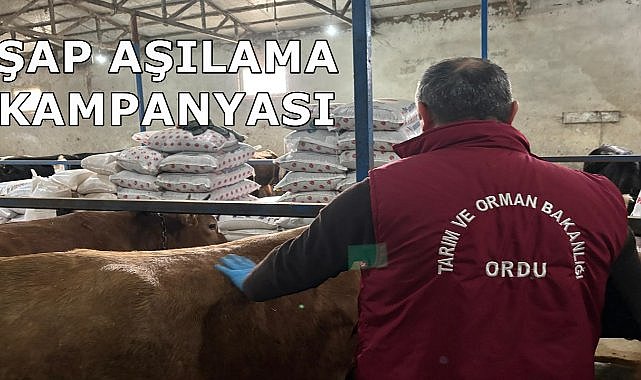 Ordu&#039;da 2025 İlkbahar Dönemi Şap Aşılama Kampanyası Başladı