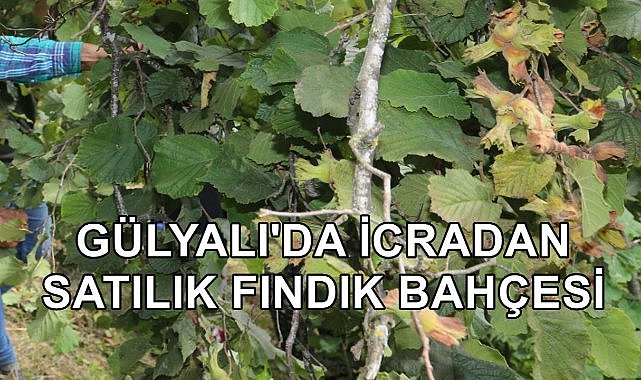 Ordu Gülyalı&#039;da Fındık Bahçeleri İcradan Satışa Çıkartıldı