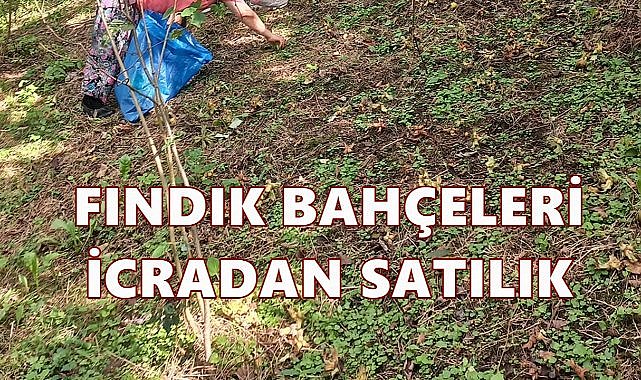 Ordu Perşembe&#039;de 4 Fındık Bahçesi İcra Yolu İle Satışa Çıkartıldı