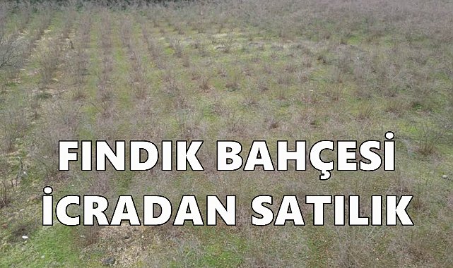 Ordu Perşembe&#039;de Fındık Bahçesi ve Konut İcradan Satışa Çıkartıldı