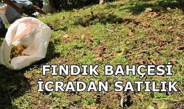 Ordu Ulubey&#039;de Fındık Bahçesi İcradan Satışa Çıktı
