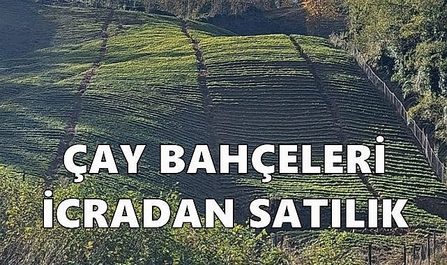 Rize Güneysu&#039;da Çay Bahçeleri İcradan Satışa Çıktı