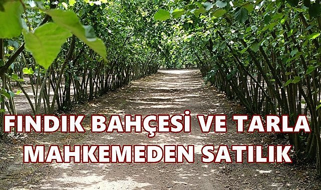 Samsun Çarşamba&#039;da Tarım Arazileri İcradan Satışa Çıkartılıyor
