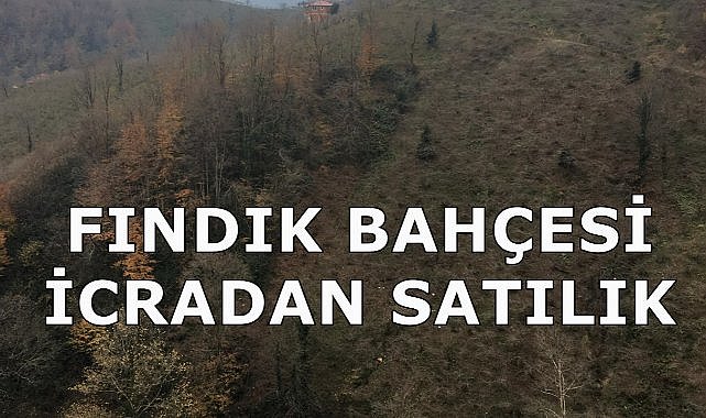 Samsun Terme&#039;de 19.9 Dönüm Fındık Bahçesi İcradan Satışa Çıkartıldı