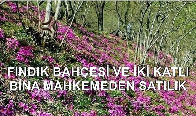 Samsun Terme&#039;de Fındık Bahçesi ve İki Katlı Bina Mahkemeden Satışa Çıkartıldı