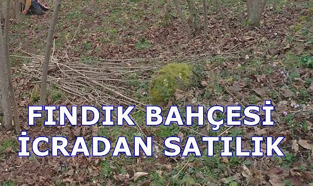 Trabzon Akçaabat&#039;ta Fındık Arazisi İcradan Satışa Çıkartıldı