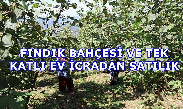 Trabzon Çaykara&#039;da Fındık Bahçesi ve Tek Katlı Ev İcradan Satışa Çıktı