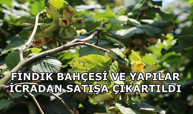 Ünye&#039;de 7.8 Dönüm Fındık Bahçesi ve Yapılar İcradan Satışa Çıktı
