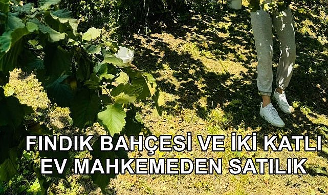Ünye&#039;de Fındık Bahçesi ve Betonarme Bina Mahkemeden Satışa Çıktı