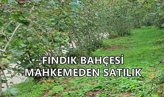 Altınordu&#039;da Fındık Bahçesi Satışı; Arttırma 19 Haziran&#039;da Başlıyor