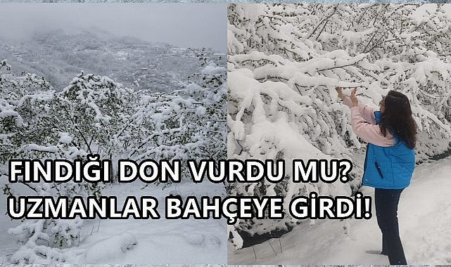 Fındığı Don Vurdu mu? Uzmanlar Fındık Bahçesine Girdi Araştırma Yapıyor!