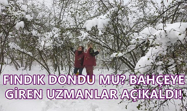 Fındık Bahçesine Giren Tarım Danışmanı Açıkladı; Fındık Dondu mu?